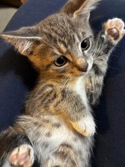 A baby small-sized female Domestic Short Hair cat named Cilantro for adoption in Hobart, IN