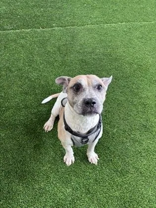 An adult medium-sized male Mixed Breed dog named Sammy for adoption in West Chester, PA
