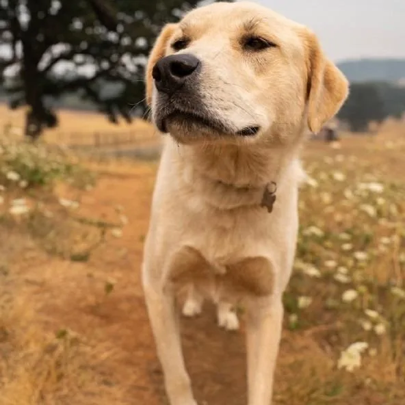 An adult large-sized female Yellow / Tan / Blond / Fawn Great Pyrenees dog named Dolly for adoption in Salem, OR