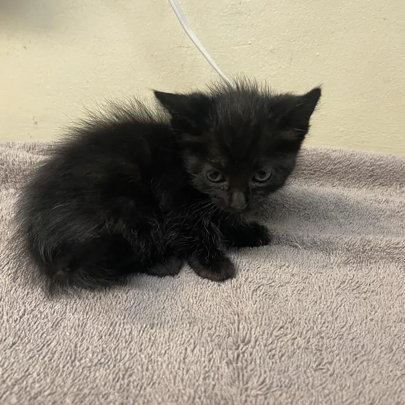 A baby small-sized female Black Domestic Short Hair cat named Zoe for adoption in Pasadena, CA