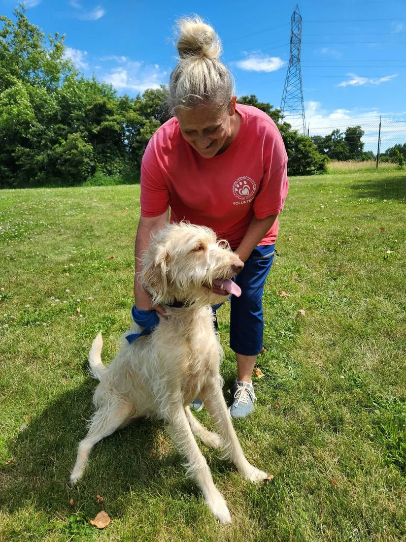 An adult large-sized female Apricot / Beige Labradoodle dog named Topaz for adoption in Elyria, OH