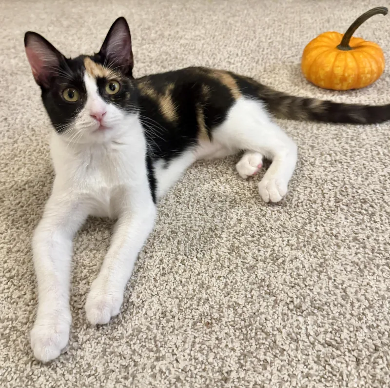 A baby small-sized female Calico cat named Stevie for adoption in Houston, TX