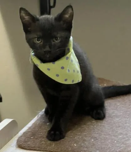 A baby medium-sized male Domestic Short Hair cat named Keebler for adoption in Lincoln, CA