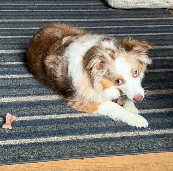 Benji