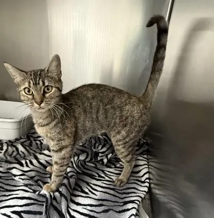A young small-sized female Domestic Short Hair cat named Adley for adoption in Wilkesboro, NC