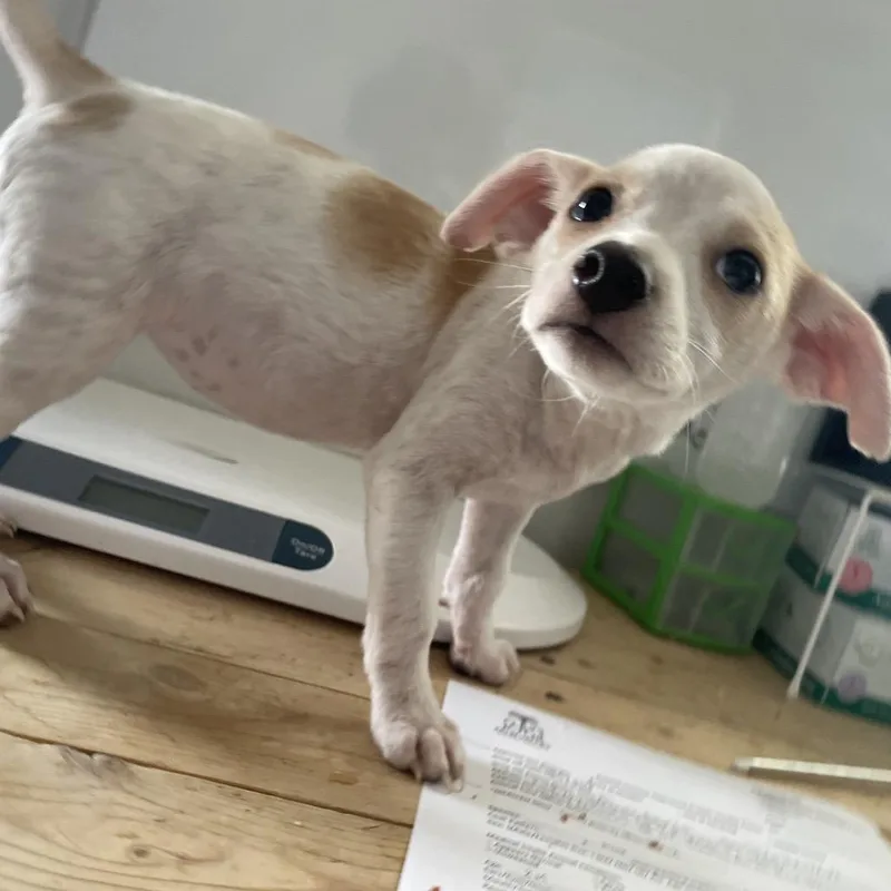 A young small-sized female Chihuahua dog named Princess for adoption in Edinburg, TX