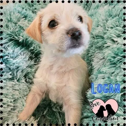 A baby small-sized male Apricot / Beige Poodle dog named Logan for adoption in Gilbert, AZ