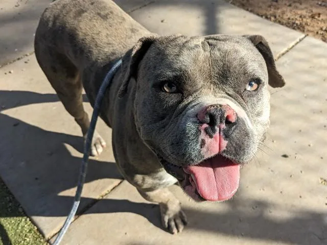 A young large-sized male English Bulldog dog named Stevie for adoption in Phoenix, AZ