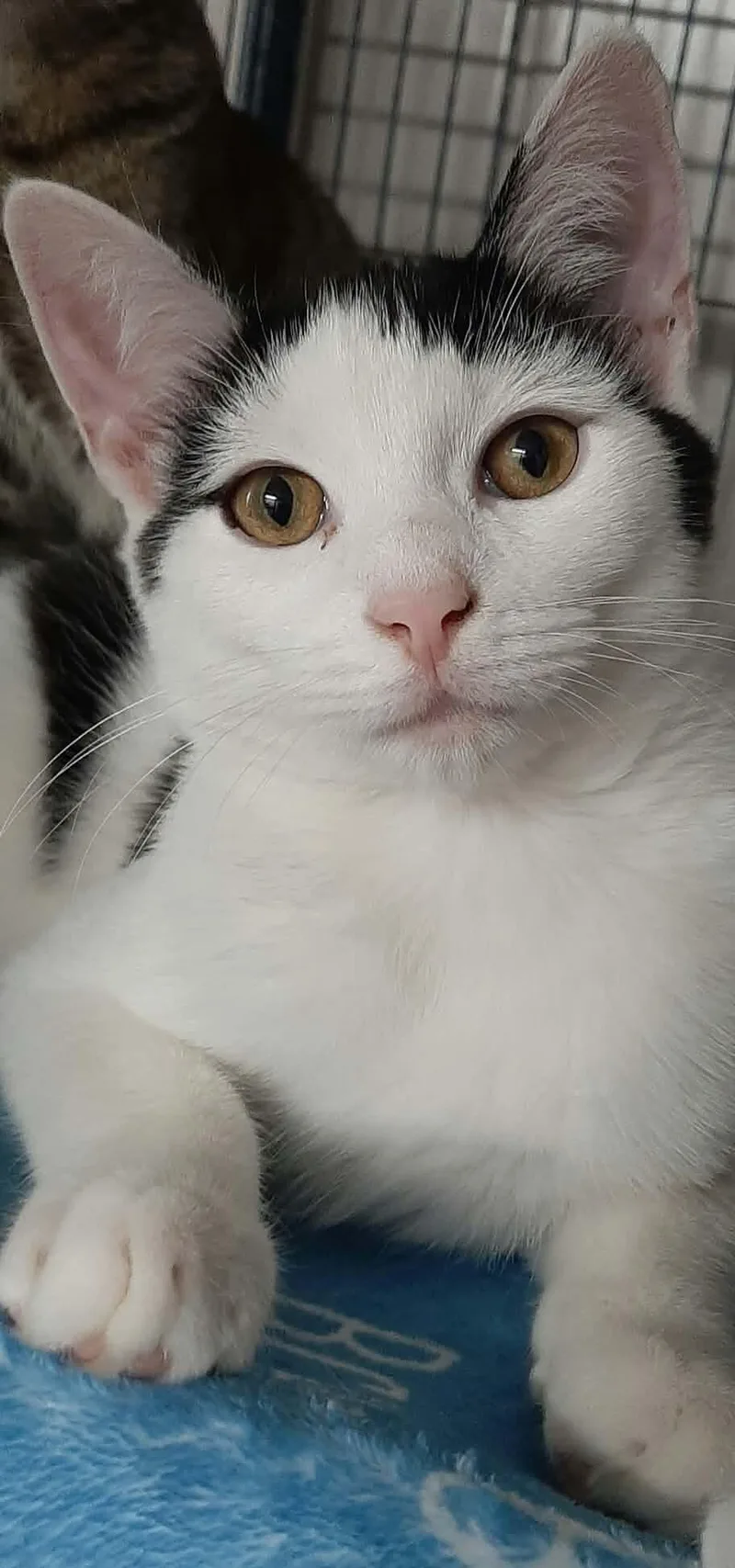 A young medium-sized male White Domestic Short Hair cat named Funnel Cake for adoption in Georgetown, OH