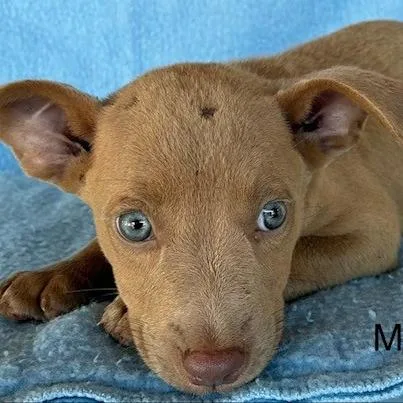 A baby medium-sized male Red / Chestnut / Orange Vizsla dog named Marlin for adoption in Lima, OH