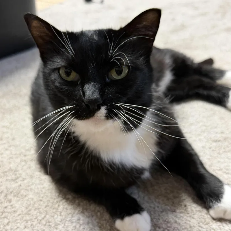 A young large-sized female Black Domestic Short Hair cat named Kit Kat C for adoption in Princeton, MN