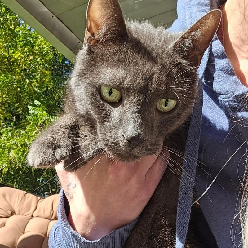 An adult small-sized male Domestic Short Hair cat named Pigeon for adoption in LYLE, MN