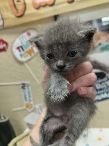 A baby small-sized female Gray / Blue / Silver Russian Blue cat named Charlotte for adoption in Parlier, CA