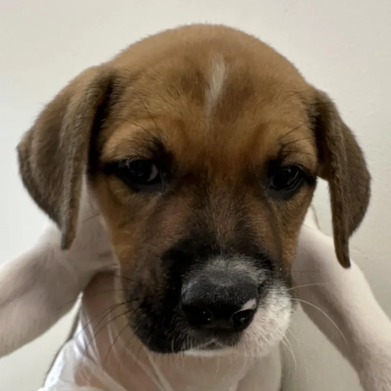A baby small-sized female White / Cream Mixed Breed dog named Myrtle Beach for adoption in Middletown, RI