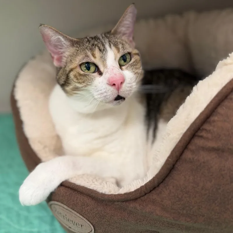 An adult large-sized female White Domestic Short Hair cat named Rhonda for adoption in Sarasota, FL