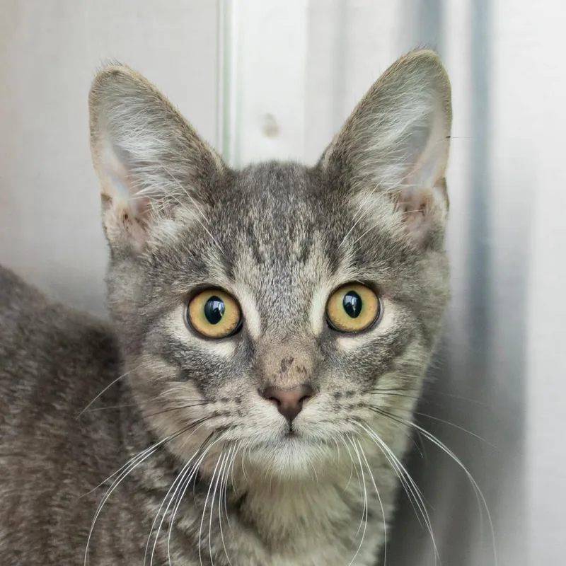 A baby medium-sized male Gray / Blue / Silver Domestic Short Hair cat named Lightning for adoption in Middletown, RI