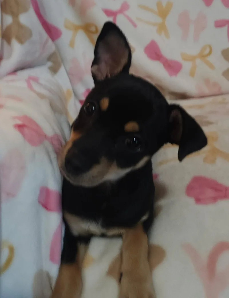 A baby small-sized female Black Rat Terrier dog named Angelika for adoption in Houston, TX