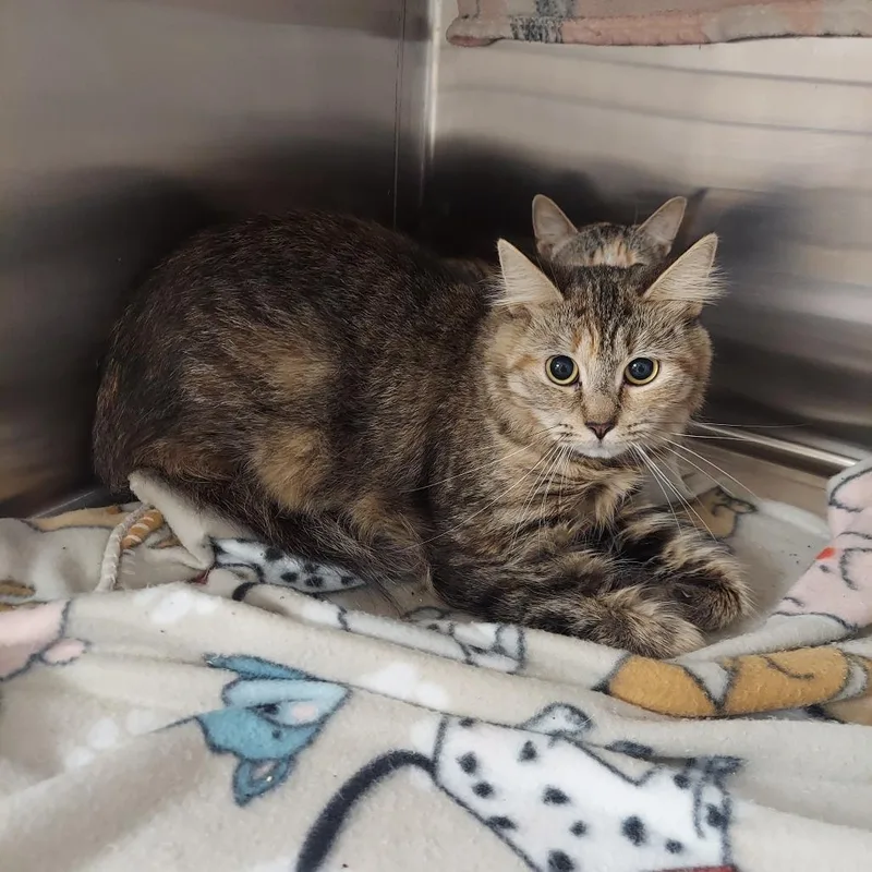 A young medium-sized female Brown / Chocolate Domestic Short Hair cat named Rory for adoption in Ashtabula, OH