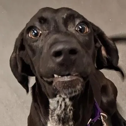 An adult medium-sized female Hound dog named Little Anne for adoption in Voorhees, NJ
