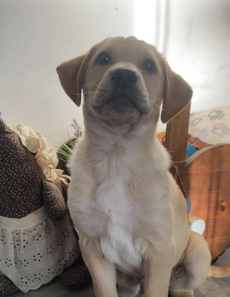 A baby small-sized male Labrador Retriever dog named Opie for adoption in Moncks Corner, SC