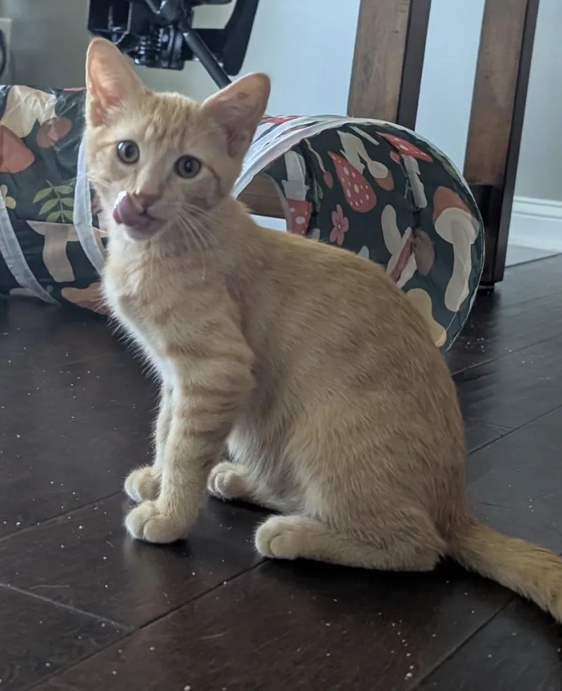 A young medium-sized male Buff & White Domestic Short Hair cat named Cheddar for adoption in Bardstown, KY