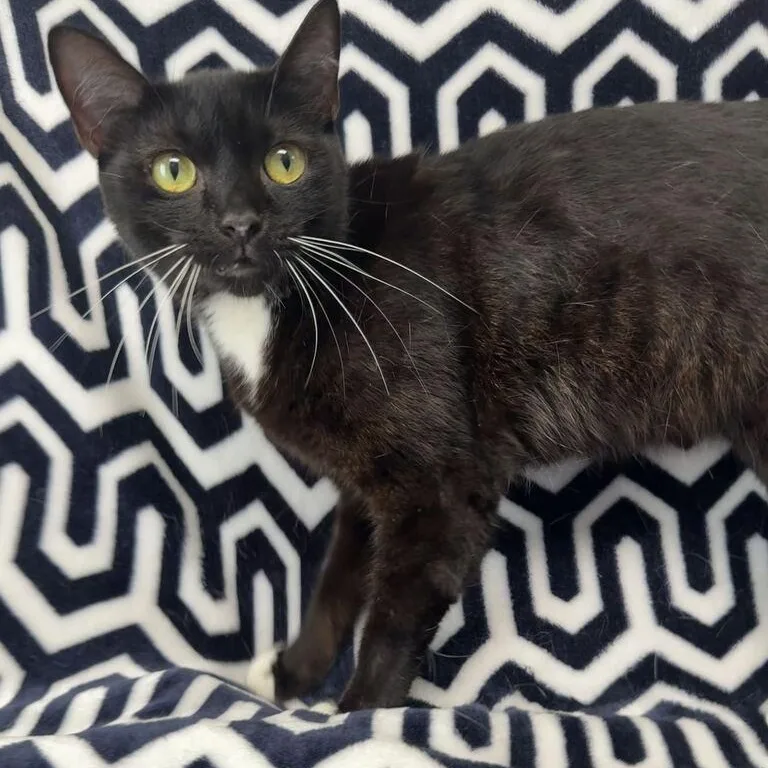 A young medium-sized female Domestic Short Hair cat named Meowla for adoption in Valdosta, GA