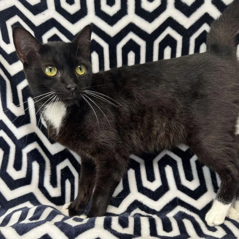 Meowla thumbnail 2
