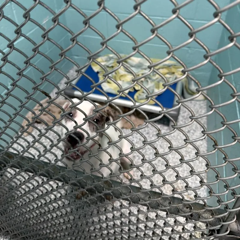 A young medium-sized male White / Cream Mixed Breed dog named Diesel for adoption in Port Charlotte, FL