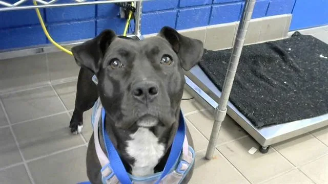 An adult medium-sized female Pit Bull Terrier dog named Star for adoption in Albuquerque, NM