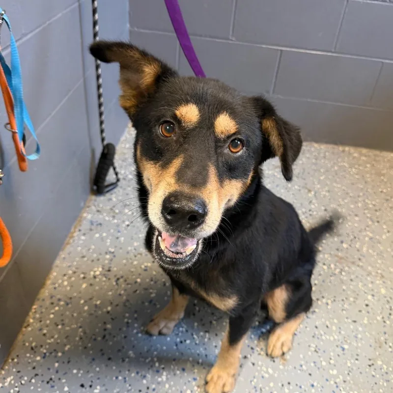 An adult medium-sized male Black Shepherd dog named Leo for adoption in Tuscaloosa, AL