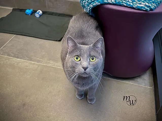 An adult medium-sized female Russian Blue cat named Gracie for adoption in Omaha, NE