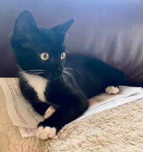 A baby medium-sized male Black & White / Tuxedo Domestic Short Hair cat named Dough Boy for adoption in Escondido, CA