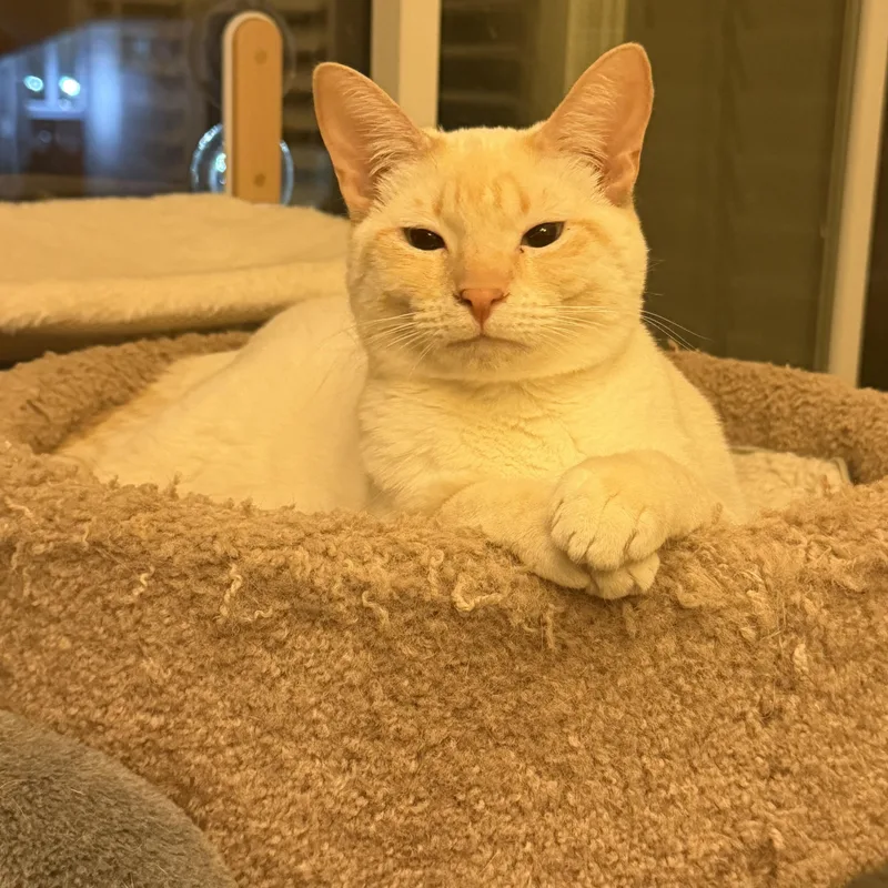 Henry’s Siamese Flamepoint thumbnail 2