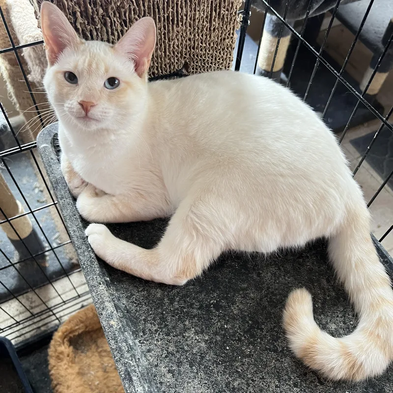 Henry’s Siamese Flamepoint thumbnail 3