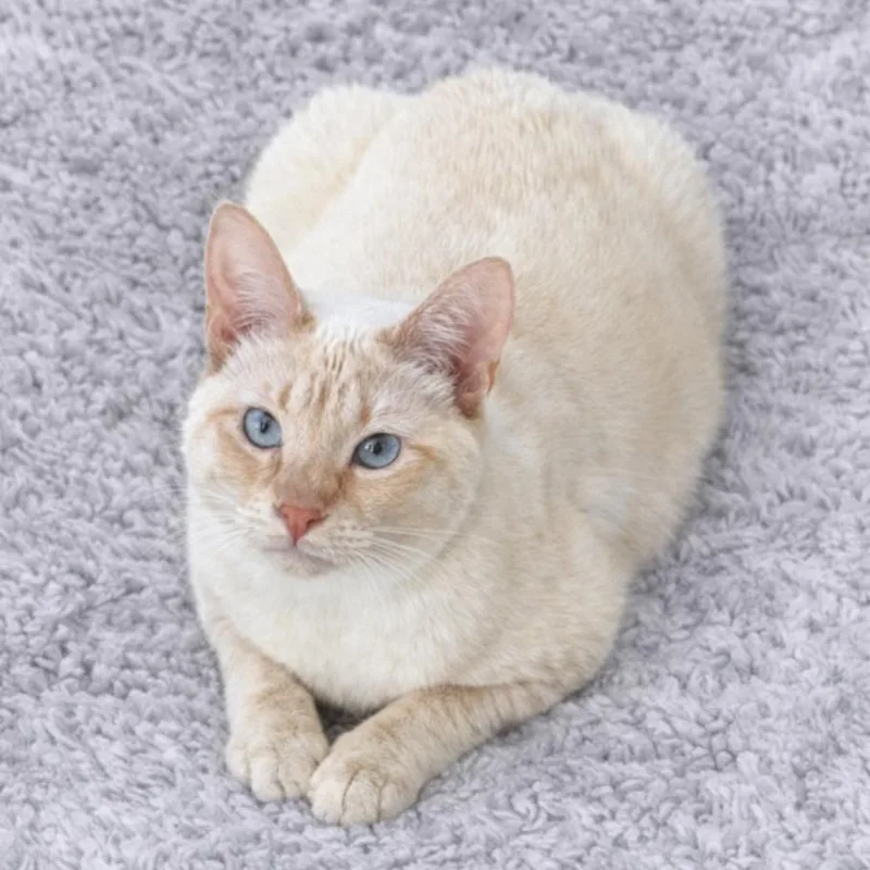 Henry’s Siamese Flamepoint