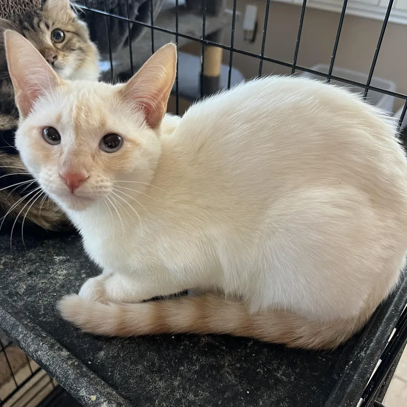 Henry’s Siamese Flamepoint thumbnail 4