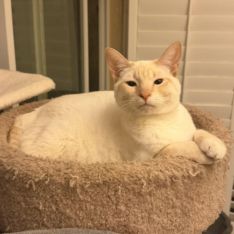 Henry’s Siamese Flamepoint thumbnail 5