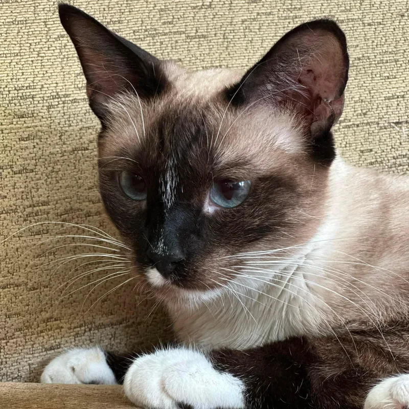 A baby medium-sized female Chocolate Point Siamese cat named Helena for adoption in Queen Creek, AZ
