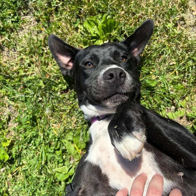 A young medium-sized female Black Labrador Retriever dog named Nova Ii for adoption in Milan, IL
