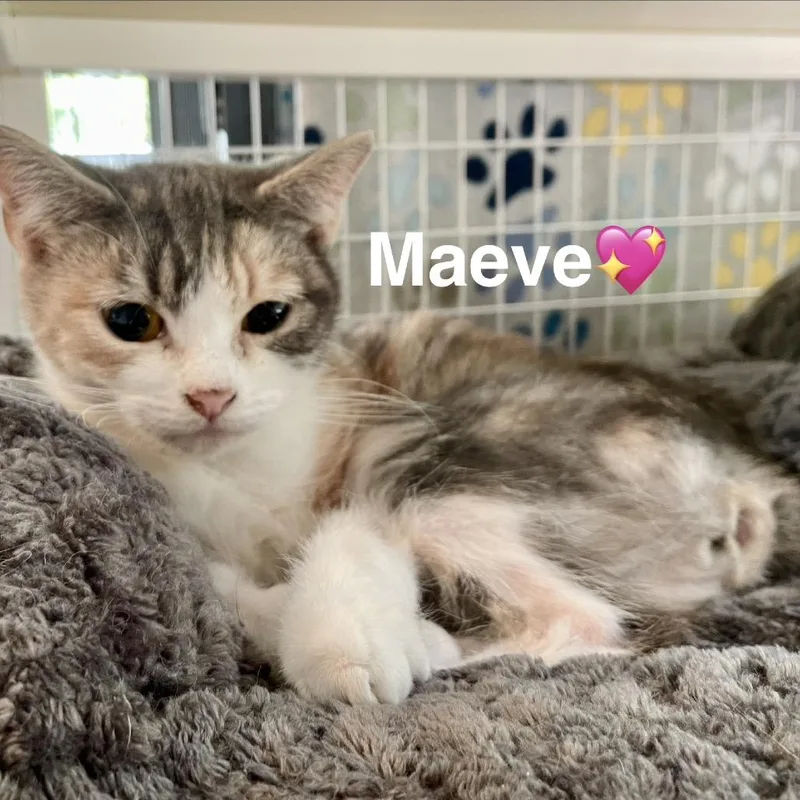 Maeve