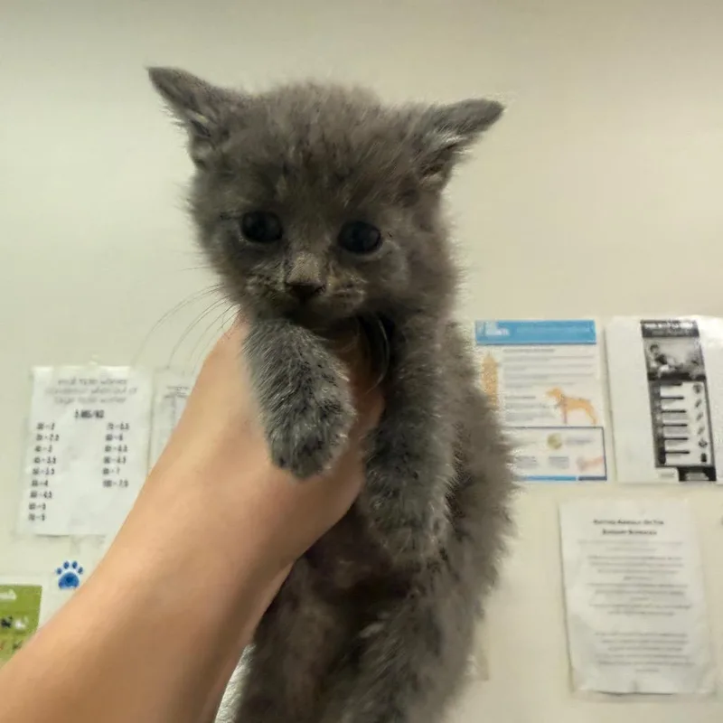 A baby small-sized female Gray / Blue / Silver Domestic Short Hair cat named Shasta for adoption in Charleston, WV
