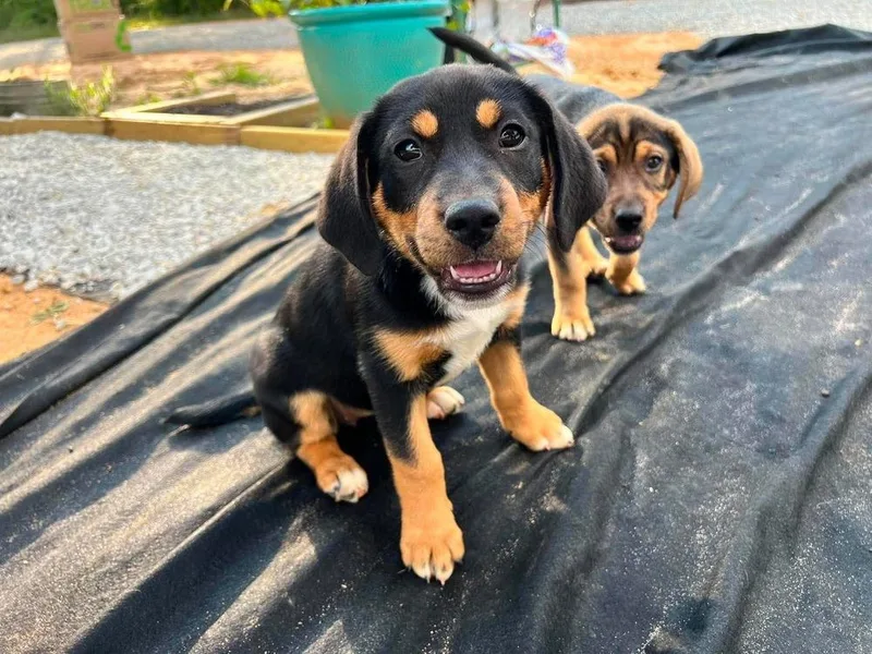 A baby medium-sized female Brown / Chocolate Hound dog named Shandy for adoption in Saugus, MA