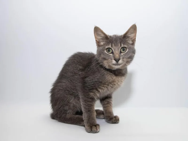 A baby medium-sized female Domestic Short Hair cat named London for adoption in Lansing, KS