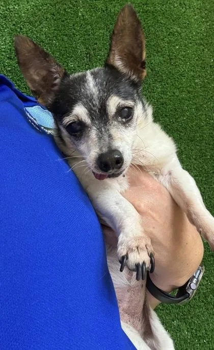 A senior small-sized female Parson Russell Terrier dog named Elvira for adoption in Gainesville, FL