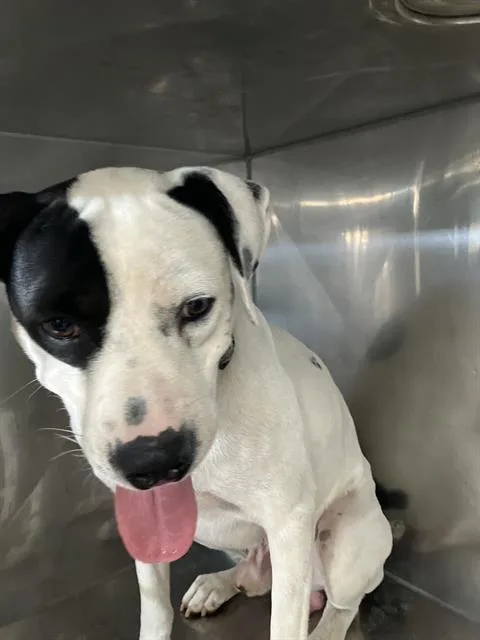 A young medium-sized male Mixed Breed dog named Bill for adoption in Dallas, TX