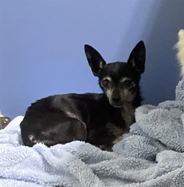 A senior small-sized male Chihuahua dog named Mouse for adoption in Saint Peters, MO