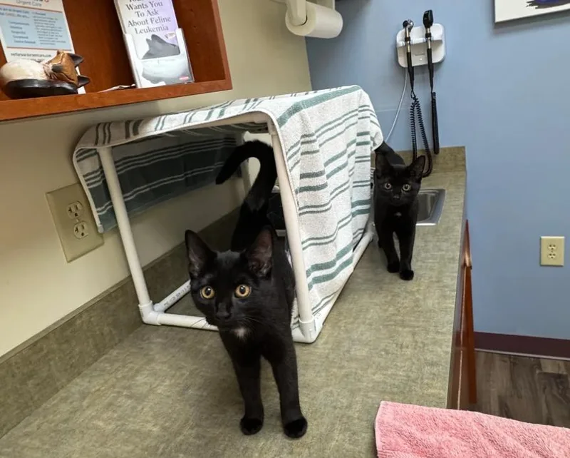 Maleficent thumbnail 2