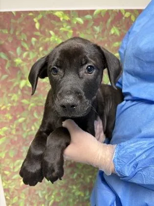 A young small-sized male Labrador Retriever dog named Elmer Fudd for adoption in San Antonio, TX