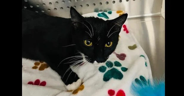 A young small-sized female Domestic Short Hair cat named Sparkles for adoption in Bowie, MD