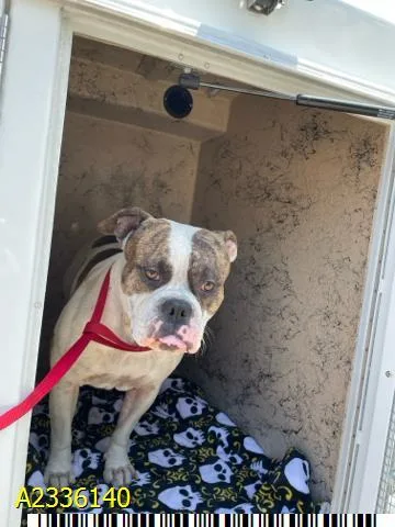 A young medium-sized male Mixed Breed dog named Monty for adoption in West Palm Beach, FL